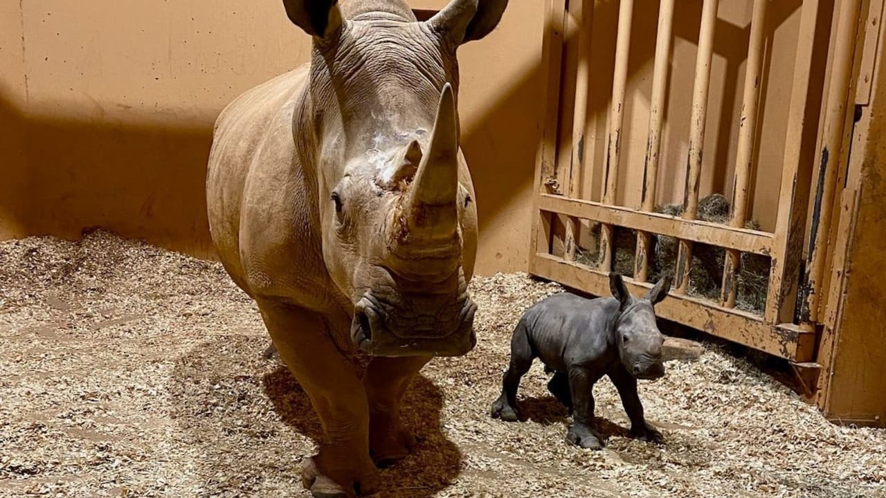 ¡Regalo de Navidad! Nace rinoceronte blanco en el Zoológico de Atlanta 