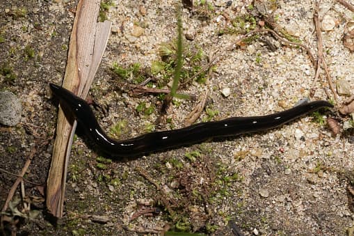 Esta especie es un depredador de caracoles. Utiliza una faringe blanca como una sonda de alimentación y puede drenar los caracoles por completo. A pesar de parecer criaturas inofensivas y viscosas, los caracoles son un eslabón importante en la cadena alimentaria y el ecosistema. 
<br>
<br>"¡Han sido importados en otras naciones para controlar el caracol africano gigante! ¡Un caracol que puede crecer hasta 7 pulgadas de largo! En varias islas del Pacífico, los investigadores han notado una disminución significativa, incluso eventos de extinción, de muchos caracoles terrestres. Se ha documentado que trepan árboles siguiendo los rastros de caracol de sus presas", indica el Instituto de Especies Invasoras de Texas.