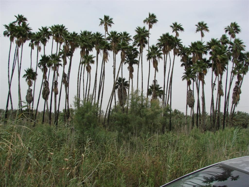En 
<b>Tirat Zvi, Israel,</b> cuando llegan los meses de verano, el calor golpea sin tregua esta zona. Desde finales de la primavera hasta principios del otoño, la temperatura supera regularmente los 
<b>104ºF (40ºC)</b>.