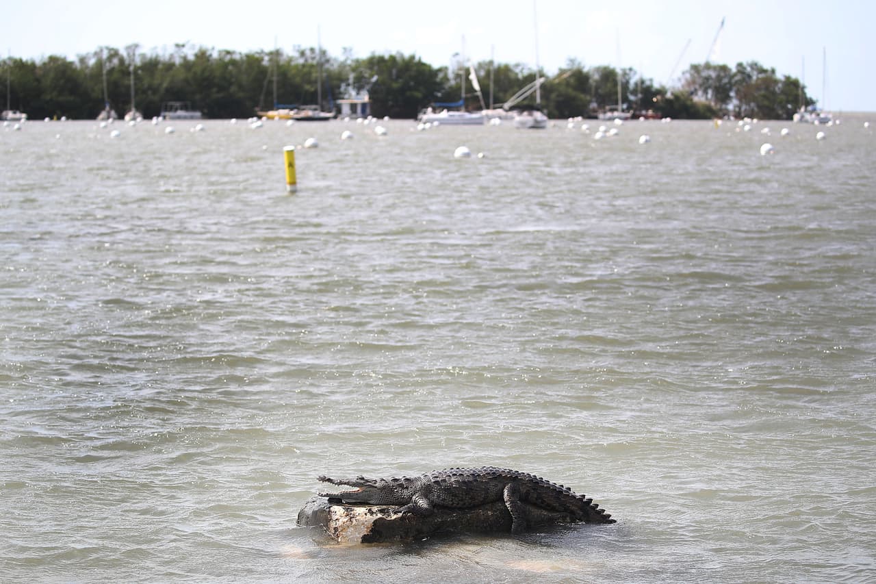 Un cocodrilo 'encallado' en el puerto deportivo de Dinner Key en Miami. Irma pasó por Florida con ráfagas de vientos de 130 mph.