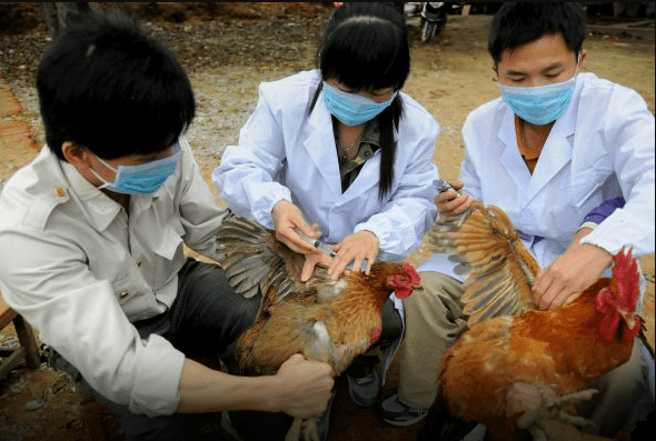 Primer contagio humano de un virus de la gripe aviar en China: ¿debemos preocuparnos?