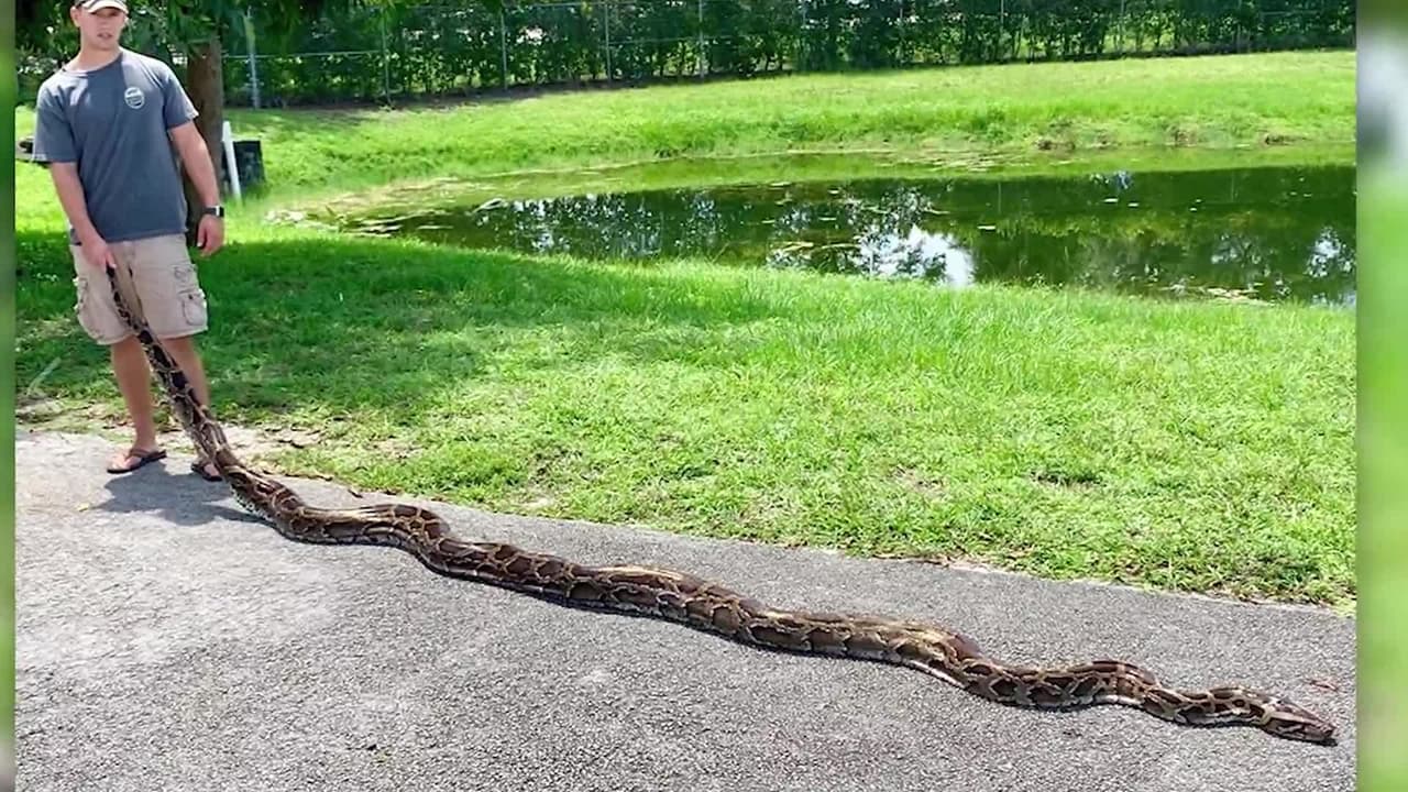 Sin embargo, como la pitón es una especie invasora que daña el ecosistema de Florida, esperan que los caimanes se conviertan en la primera línea de defensa de estas pitones destructivas.