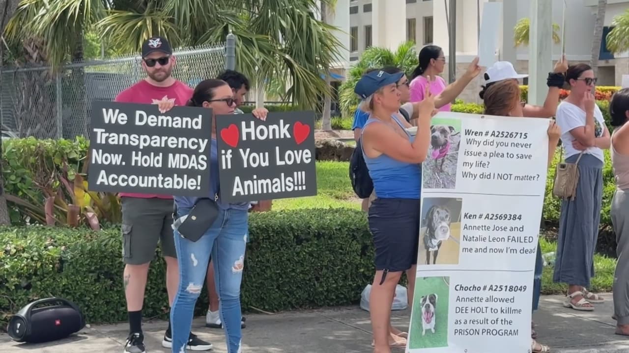 “Están maltratando a los perritos”: exigen mejores condiciones en Servicio de Animales en Miami-Dade
