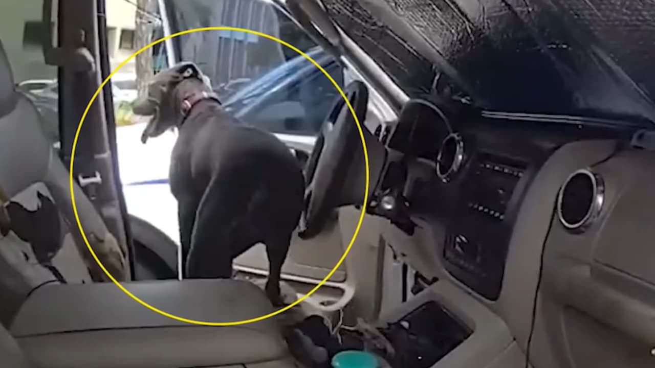 Rescate heroico en Bradenton: Perro salvado de un automóvil por calor extremo