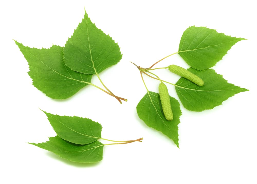 <b>CAPRICORNIO</b>
<br>El abedul es una planta que te abrirá caminos, así que también consíguete unas cuantas hojas para que limpien toda tu energía y te traigan abundancia.
