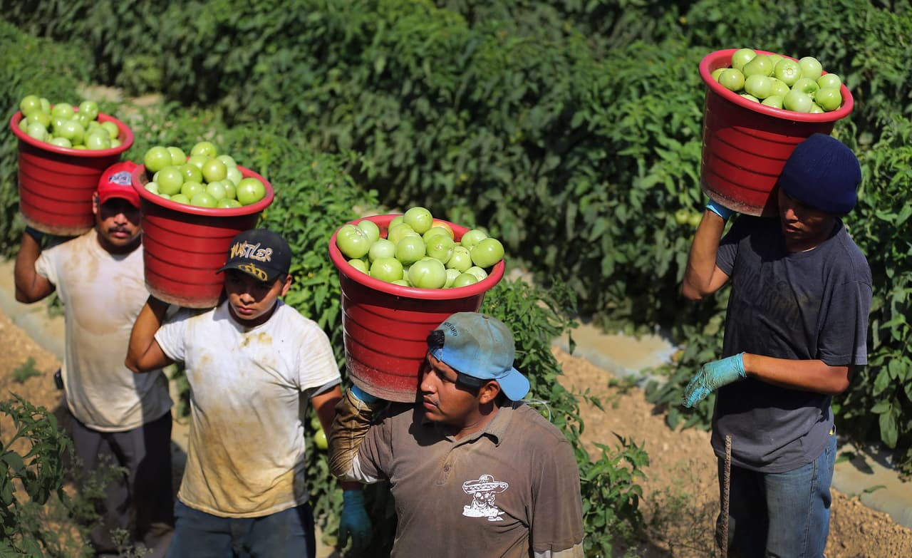 <b>Tomates.</b> A principios de mayo Estados Unidos comenzó a imponer aranceles de 17.65% a 
<a href="https://www.univision.com/local/san-francisco-kdtv/noticias/america-latina/como-afecta-a-mexico-y-a-los-consumidores-estadounidenses-los-aranceles-impuestos-por-eeuu-a-la-importacion-de-tomate" target="_blank">las importaciones de tomates de México</a>, lo que implicará mayores costos para los exportadores mexicanos y la posibilidad de que los precios de esa fruta se eleven para los consumidores estadounidenses.