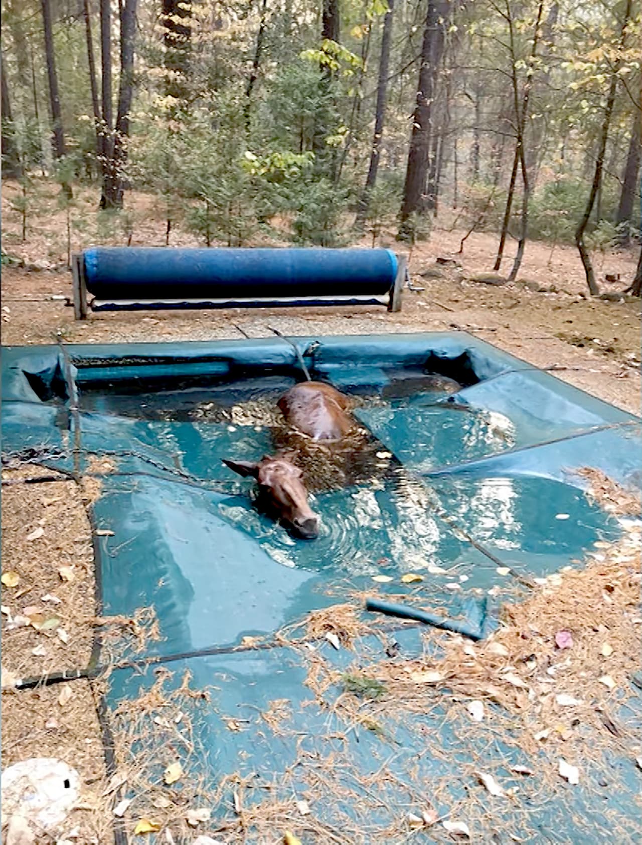 <b>Un caballo escapó de las llamas y se refugió en la piscina</b> de Jeff Hill, residente de Paradise. El agua de la alberca salvó del intenso calor al animal, que se mantuvo sin hundirse gracias a una cubierta plástica.