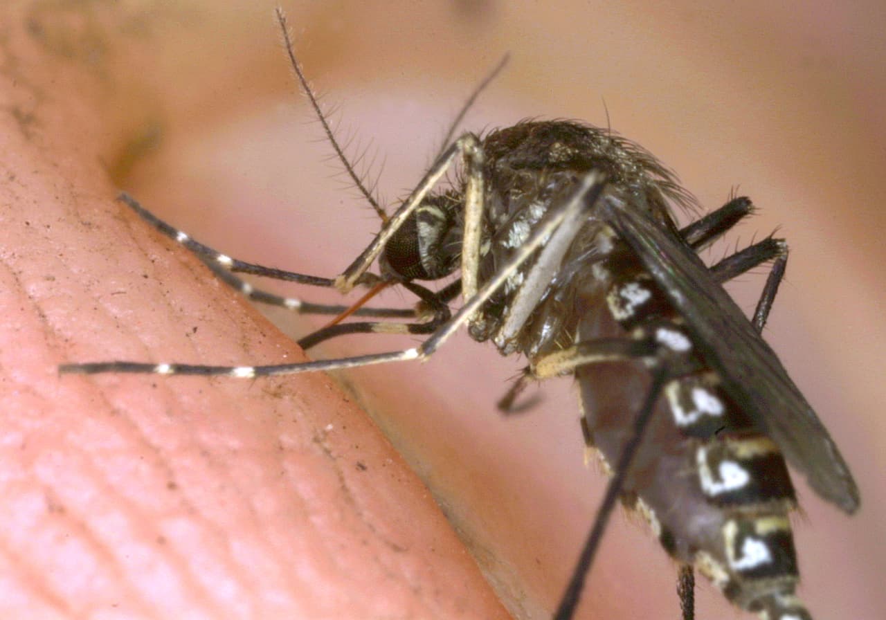 Mosquitos. Son una de las plagas más peligrosas en la época de calor. La temporada de mosquitos comienza en verano y continúa hasta el otoño. Algunos son portadores de virus tropicales como el del Nilo Occidental, dengue, zika, entre otros.