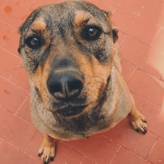 Consuelo tiene muchos amigos peludos y en esta ocasión te presentamos a ‘Mochito’, ¿qué te dice su mirada? 
<br>