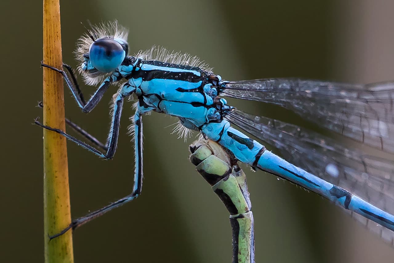 La palabra insecto proviene del vocablo 'insectus', que en latín significa "partido al medio". Según los taxónomos, científicos que se dedican a descrifir la morfología y ciclo de vida de los animales, esta denominación se refiere a que tienen su organismo dividido en dos partes centrales: una trasera y una delantera. ¿Sabías que las libélulas son consideradas uno de los animales más mortíferos del planeta? Esto ocurre porque aunque no son venenosas, son capaces de alcanzar al 95% de toda presa que tiene ante sus ojos.