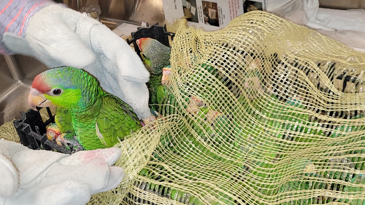 Decomisan 27 loros amazónicos que eran contrabandeados por el puerto de Nogales
