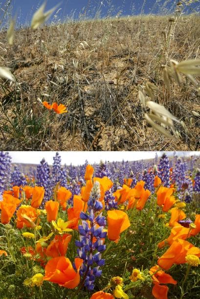 En la imagen de arriba (2007) se ven dos amapolas floreciendo en un campo reseco cerca de Gorman, mientras que la fotografía de abajo (2003) muestra un espectacular paisaje de flores silvestres.