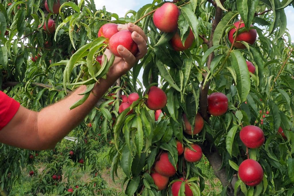<b>6. Nectarinas: </b>Las nectarinas ocupan el puesto 6 de esta lista, confeccionada con datos del Departmento de Agricultura de EEUU o la Agencia de Alimentos y Medicamentos (FDA) hasta 2021 y hasta 10 años antes. Los datos más recientes incluyeron resultados de pruebas de más de 46,000 muestras de productos, tanto importados como de producción nacional, ya que "es imposible probar cada pieza de fruta y verdura que se vende en EEUU". Estos muestreos no se realizan todos los años.