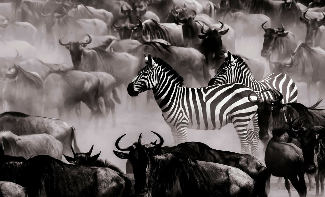 <b>‘La calma antes de la tormenta en el río mara’</b>
<br>
<br>“Todos los motores se apagan y todo lo que se puede escuchar es la alta tensión de los animales a punto de pasar uno de los cruces más peligrosos del río Mara”, en Tanzania, cuenta sobre esta imagen el fotógrafo. 
<br>
<br>El portal de 
<i>Vital Impacts</i> muestra las imágenes que han sido donadas por los fotógrafos, y se puede ver los tamaños de impresión y el precio de venta.