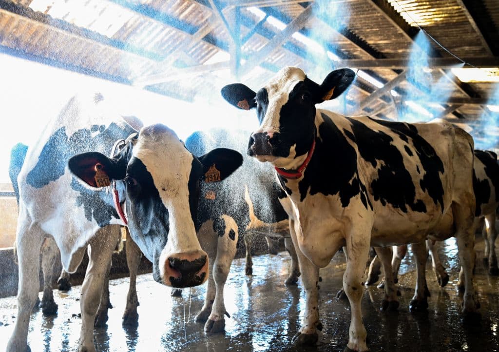 Las autoridades prevén que el lunes sea el día "más caluroso para el oeste del país", con temperaturas que podrían superar los 40 ºC en Bretaña, Baja Normandía, Aquitania y Occitania occidental. En la imagen: vacas lecheras se refrescan bajo atomizadores de agua en un establo al noroeste de Francia.