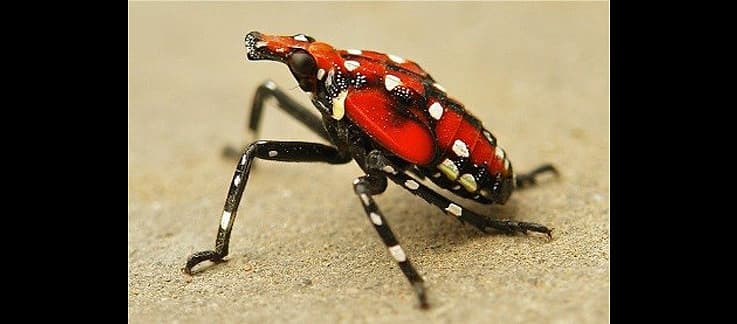Se trata de una especie invasora capaz de propagarse a grandes distancias por las personas que trasladan material infestado o artículos que contienen los huevos, indica un 
<a href="https://www.aphis.usda.gov/aphis/resources/pests-diseases/hungry-pests/slf/spotted-lanternfly" target="_blank">reporte del Departamento de Agricultura</a>.