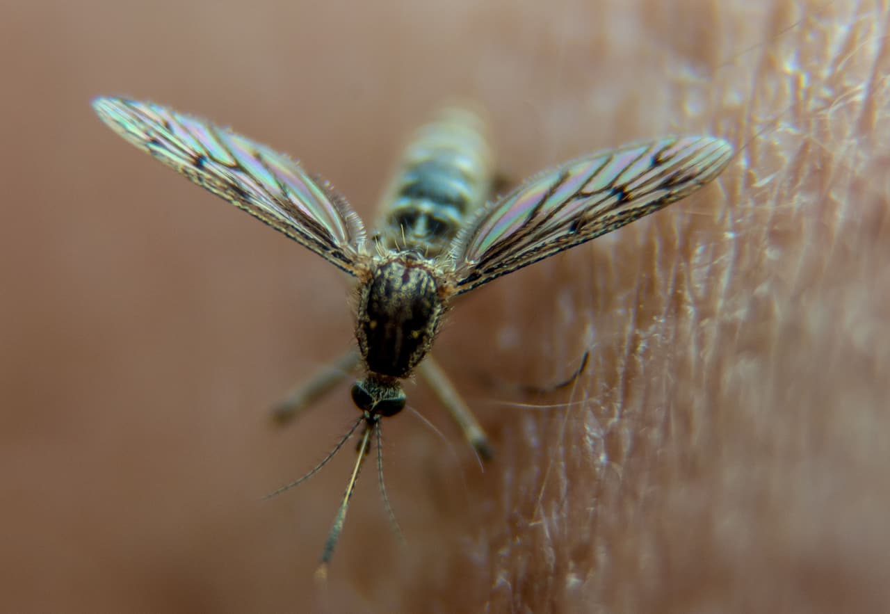 Por qué los recortes a las investigaciones sobre cambio climático ponen en riesgo la lucha contra la malaria