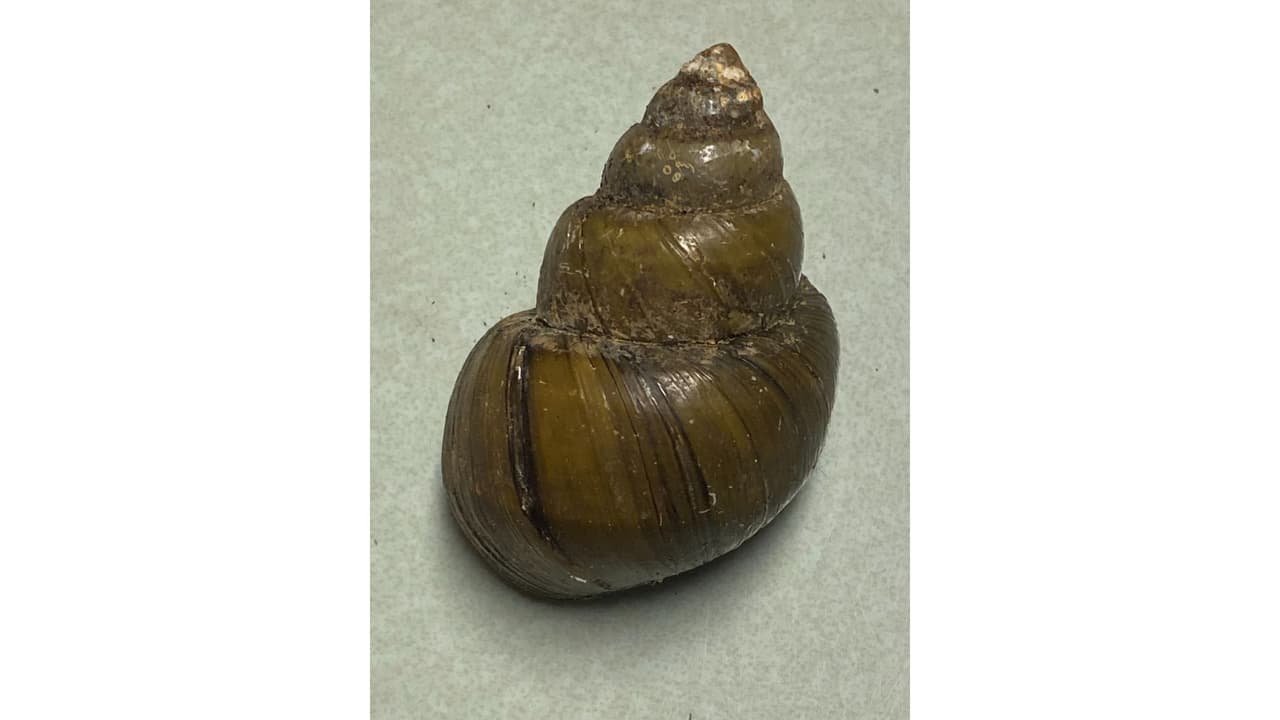<h3 class="cms-H3-H3"><b>Es la primera vez que se encuentra este parásito en caracoles en Georgia </b></h3>
<br>
<br>Si bien este parásito se ha observado en caracoles invasores en otros estados, esta es la primera vez que se documenta en caracoles en Georgia.
<br>
<br>Antes del estudio, este parásito solo se había descubierto en Georgia en ratas cerca del zoológico de Atlanta. 
<br>