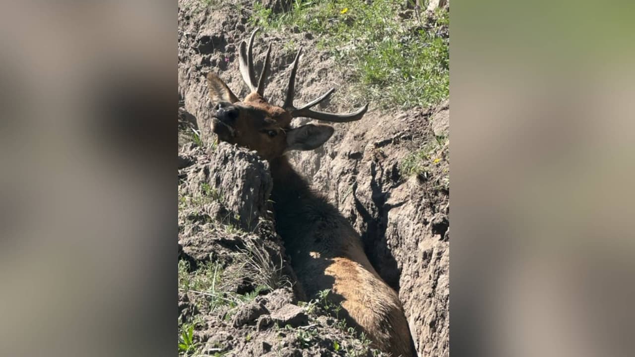 El Departamento de Caza y Pesca de Arizona recibió un llamado de ayuda por parte del Departamento de Bomberos de Alpine sobre el animal atorado sobre el suelo.