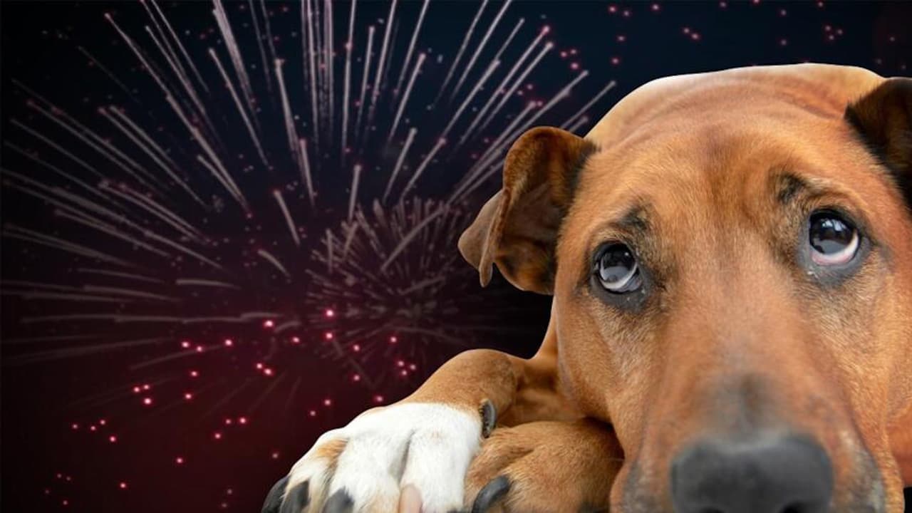 ¿Perdiste tu mascota durante el 4 de julio? Aquí podrías encontrarla