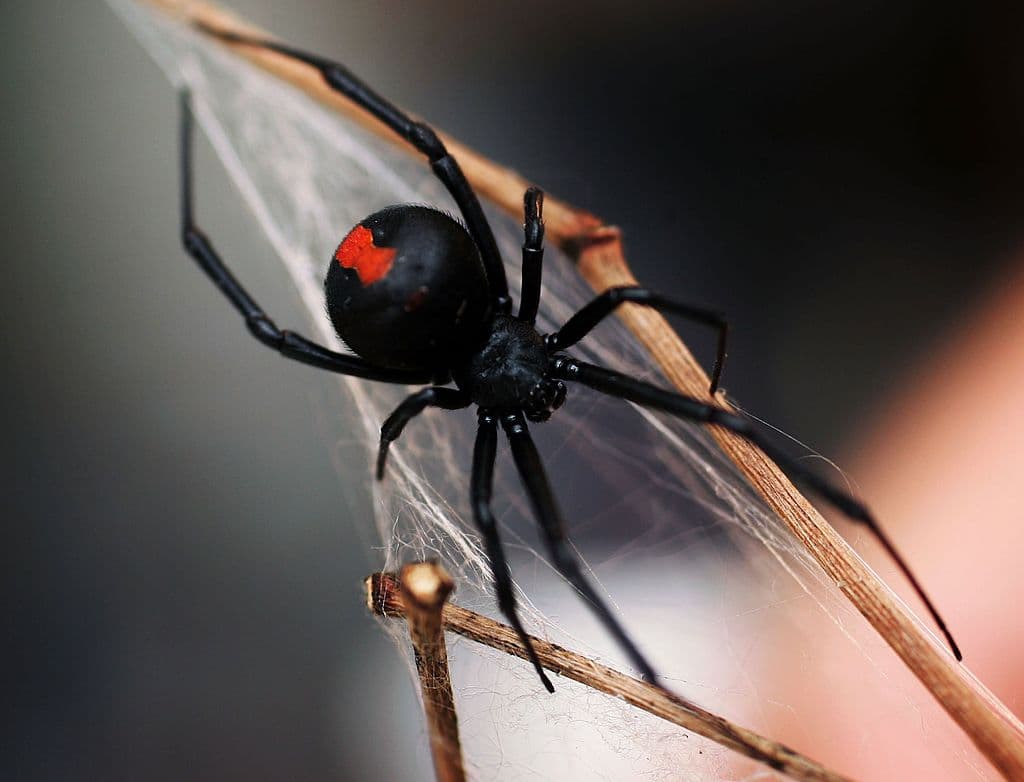 En cuanto a las arañas, en Texas las más mortales son la 
<b>viuda negra y la reclusa parda</b> que se encuentran tanto en interiores como exteriores. 
<br>
<br>Cada una tiene sus características. 
<b>La viuda negra hembra tiene un todo negro y una marca rojiza o amarillenta en la parte inferior,</b> la viuda negra 
<b>macho es más pequeña y color marrón </b>y no tienen marca característica. 
<br>
<br>Una picadura de esta araña 
<b>puede provocar reacciones graves y en casos extremos la muerte</b>, indica el Departamento de Salud y Recursos Humanos de Texas.
<br>