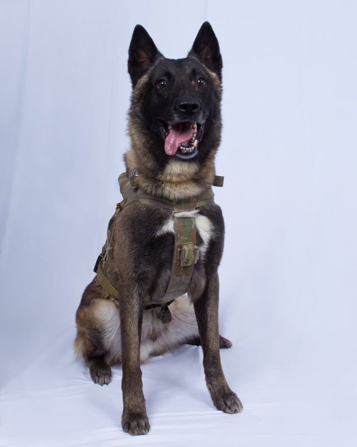 Usuarios de Twitter "desclasifican" fotos de sus perros en burla al tuit de Trump 