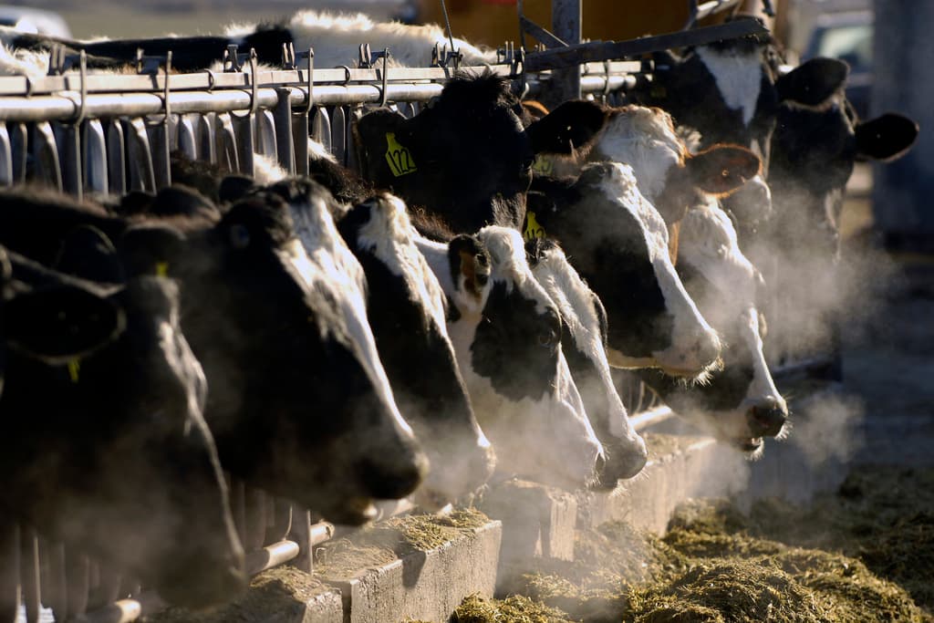La gripe aviar se está propagando a más animales de granja: ¿son seguros la leche y los huevos para el consumo humano?
