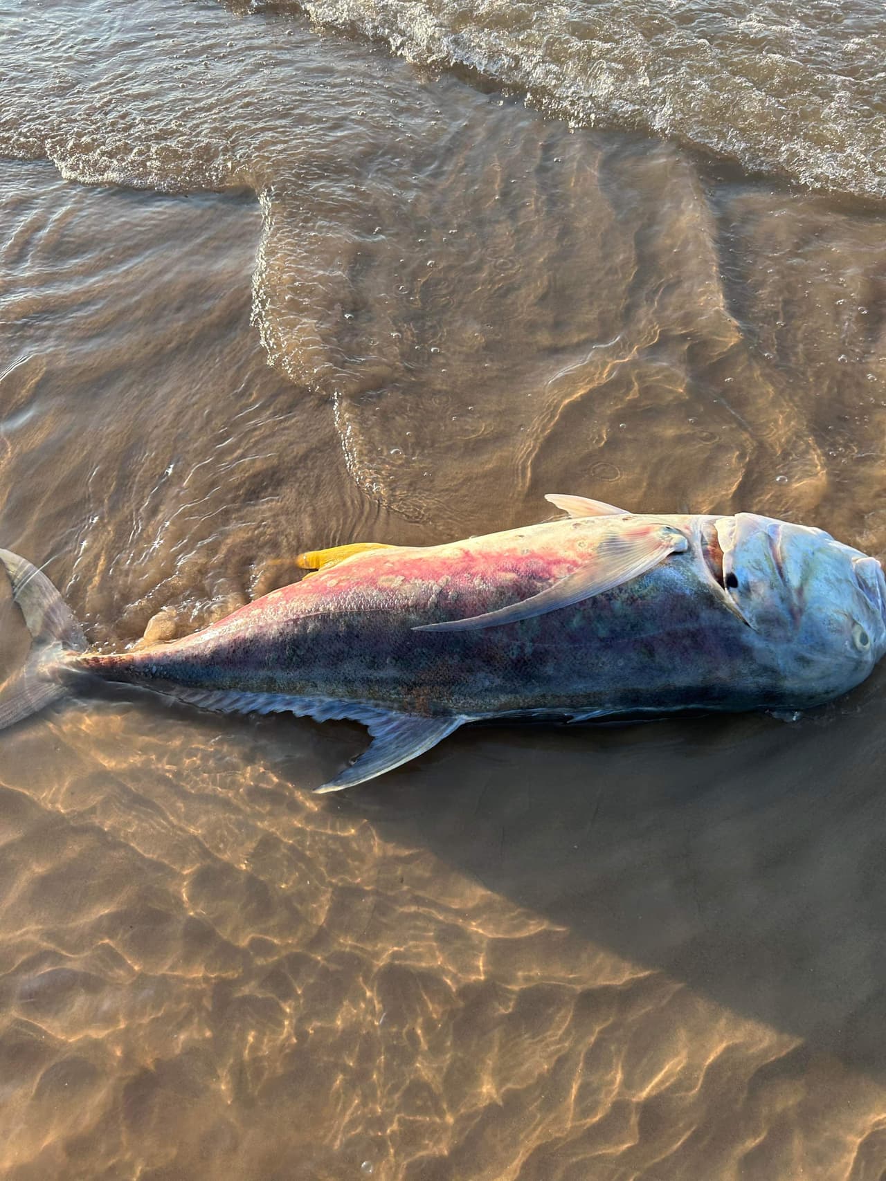 Las autoridades no recomiendan 
<b>nadar en las playas en estos momentos porque los niveles de bacterias serán altos y por las aletas afiladas de los peces.</b>