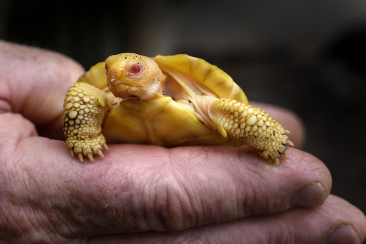 La primera razón es que 
<b>la tortuga gigante de Galápagos es extremadamente difícil de reproducir y es una especie que está amenazada</b>.
<br>
<br>La segunda razón: 
<b>Nunca se han observado tortugas albinas de Galápagos en cautiverio o en la naturaleza.</b>
<br>
<br>
<br>