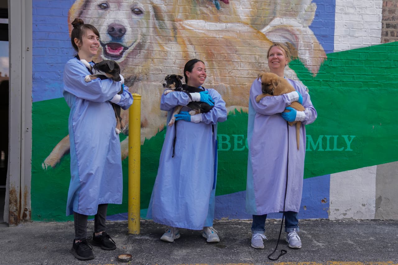PAWS está haciendo un llamado a la comunidad para
<b> sumarse al esfuerzo.</b> Invitan a las personas a colaborar con donaciones, ofrecer hogares temporales o adoptar animales, acciones que ayudan directamente a salvar más vidas.