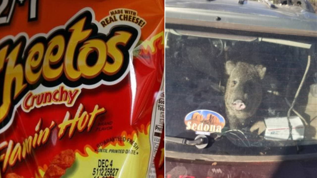 Sin dejar migajas, una hambrienta jabalí entra a un auto y devora una bolsa de Cheetos en Yavapai