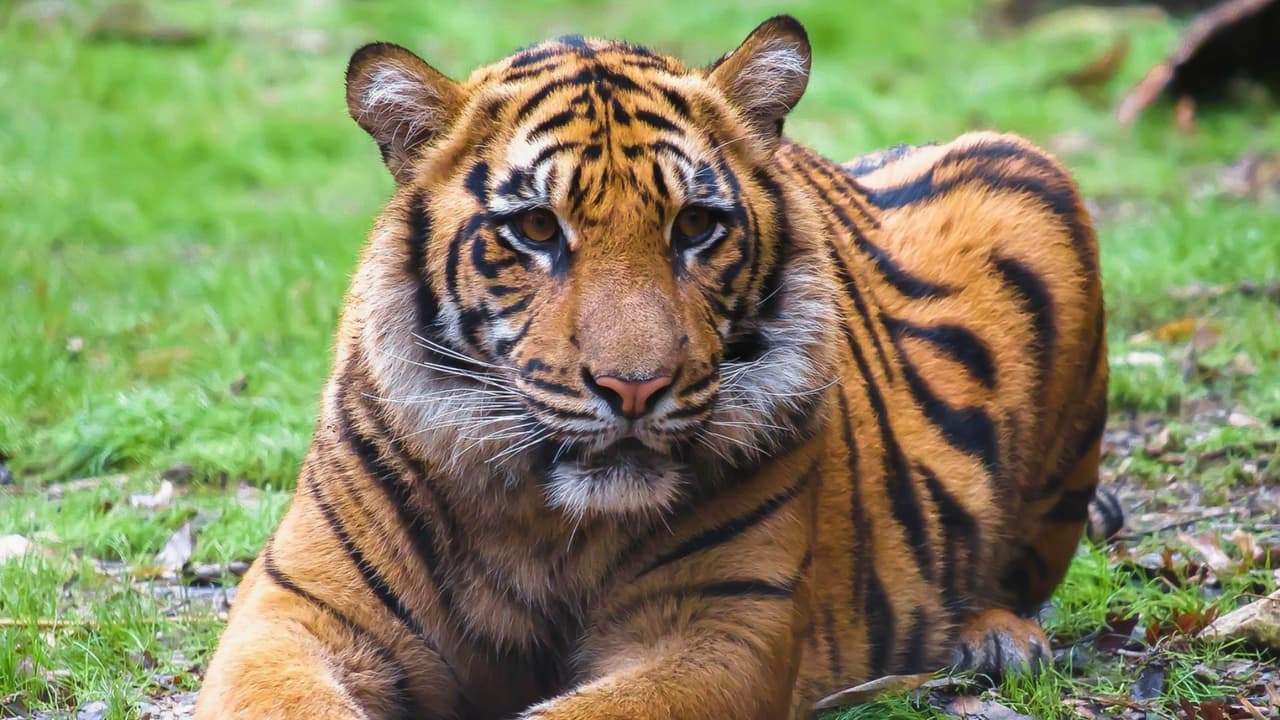 Para aquellos que deseen prolongar la emoción hasta la noche, 
<b>el zoológico ofrecerá música en vivo como parte de su serie de conciertos “Safari Nights”</b>. Con la mayoría del zoológico, incluida la popular exhibición “Destination: Dinosaurs”, abierta hasta tarde, 
<b>los visitantes tendrán la oportunidad de disfrutar de una experiencia única bajo las estrellas</b>.
