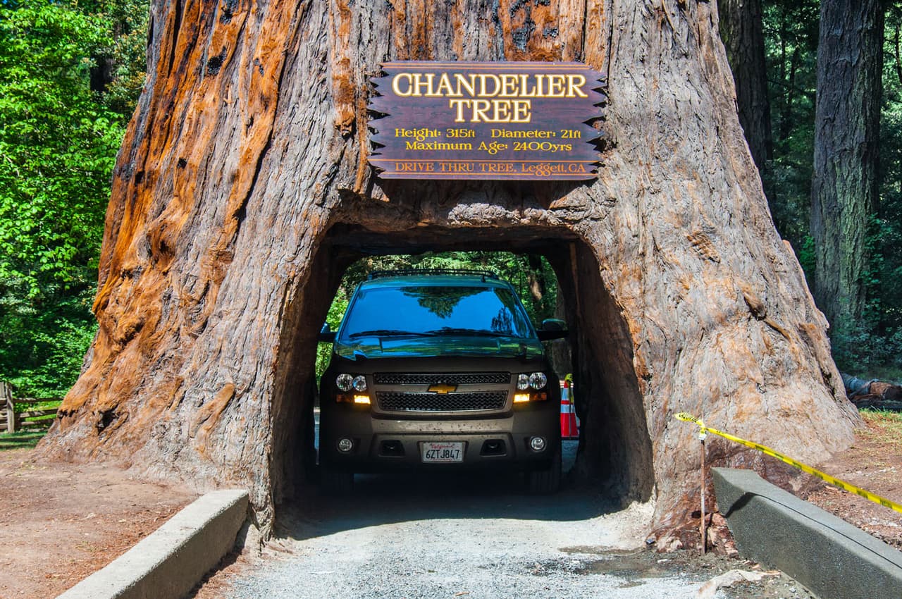El árbol ‘Chandalier’ alcanza una altura de 315 pies (96 metros) y es un poblador del bosque de Leggett, California, desde hace 2,400 años, según los estudios científicos.