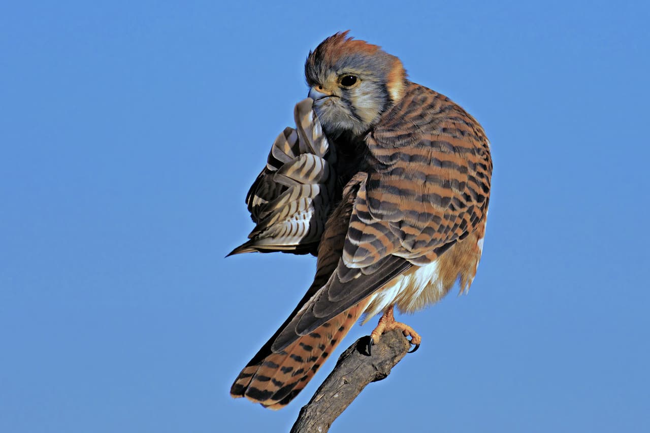 <b>Silencio, por favor. </b>Este pequeño halcón estaba persiguiendo libélulas en Huntington Beach, California. De pronto hizo una pausa en la que parecía pedir que lo dejaran descansar tranquilo. 
<br>