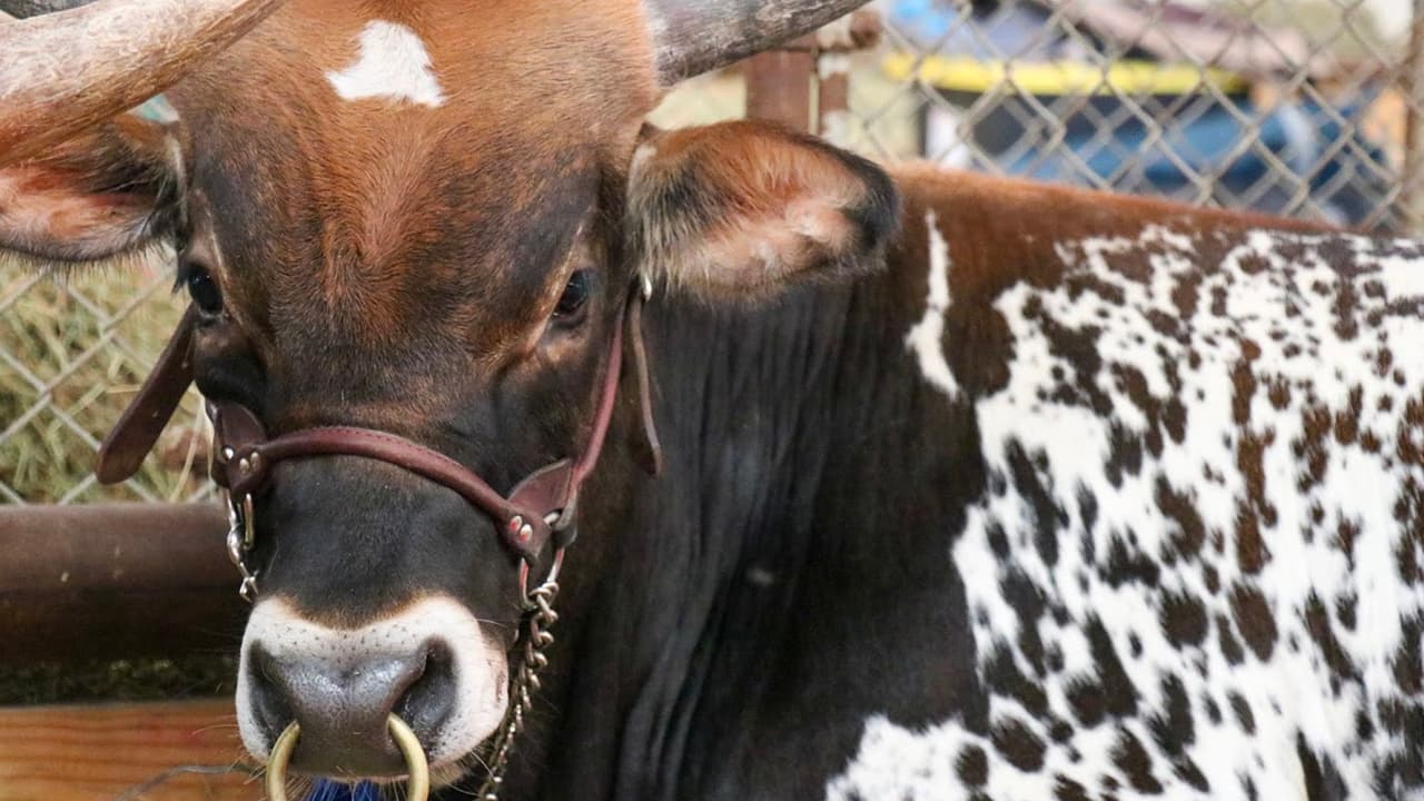 <b>Precio del pase diario para la Feria Estatal de Texas 2023:</b> 
<br>👉🏻 
<b>De lunes a jueves</b>, el pase tiene un costo de $10 para niños y adultos mayores, y $15 para adultos. 
<br>👉🏻 
<b>Los viernes</b>, la entrada para un día tiene un costo de $15 para niños 
<b>(De 3 a 12 años, menores de 3 años no pagan) </b>y adultos mayores, y $20 para adultos. 
<br>👉🏻 
<b>Sábados y domingos</b>, la misma entrada tiene un costo de $18 para niños y adultos mayores, y $25 para adultos. 
<br>🤠 
<b>Descuento especial de Oncor</b>: Después de las 5 de la tarde, todos los adultos pagan igual que los niños, cualquier día de la semana. 
<b>No hace falta un código especial, esta oferta aplica en línea y en las taquillas</b>.