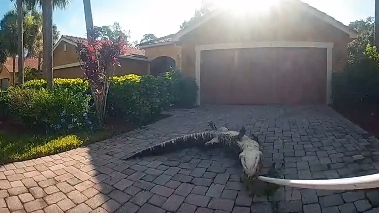 Caimán de 9 pies aparece frente a una casa en Florida y es capturado por autoridades