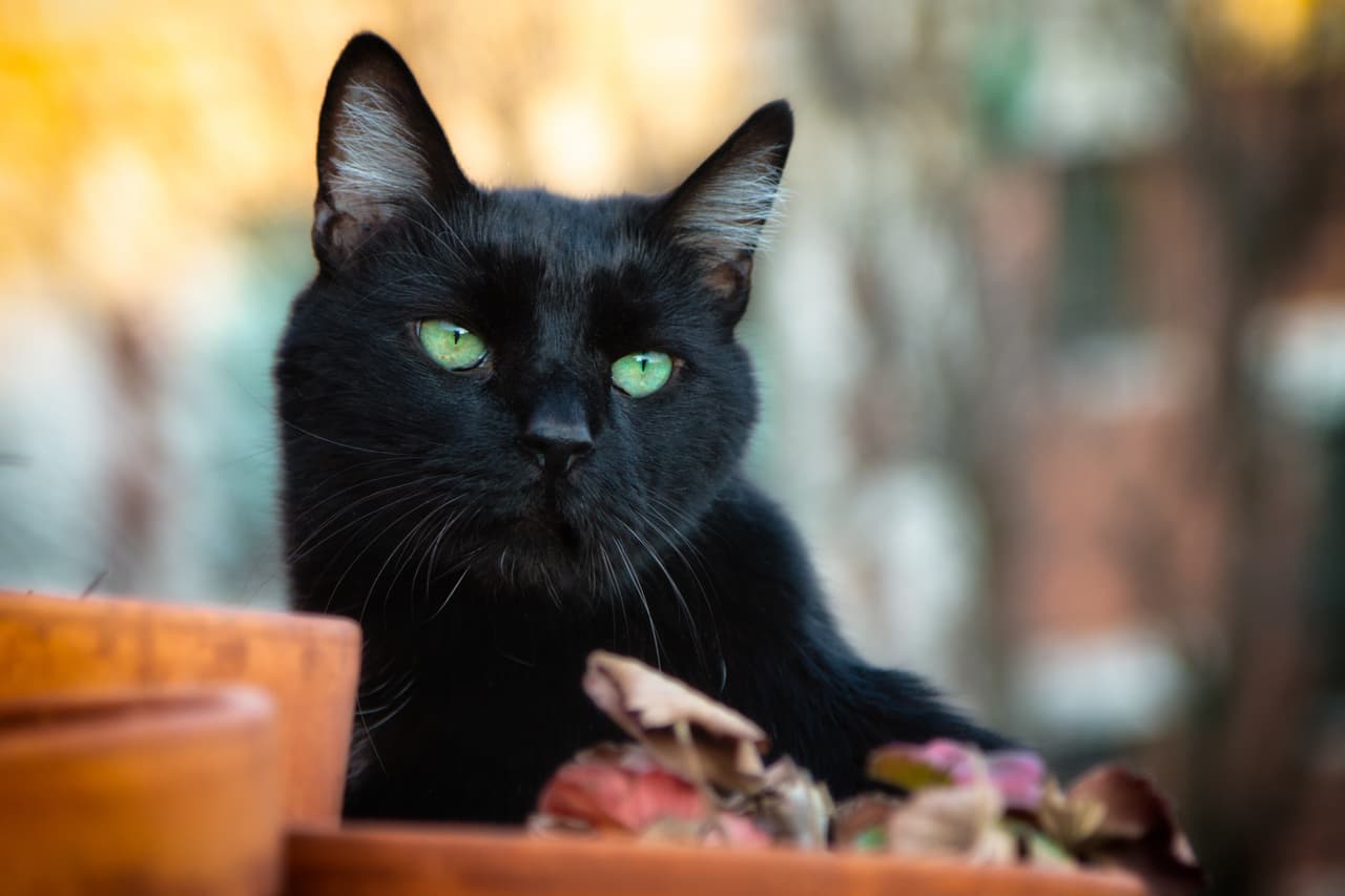 Es tan extraña la avalancha de desapariciones que la policía está investigando en medio de temores, de que hayan sido arrebatados con un propósito específico. Los felinos desaparecieron durante agosto y septiembre y no se han reportado gatos de ningún otro color, perdidos o robados.