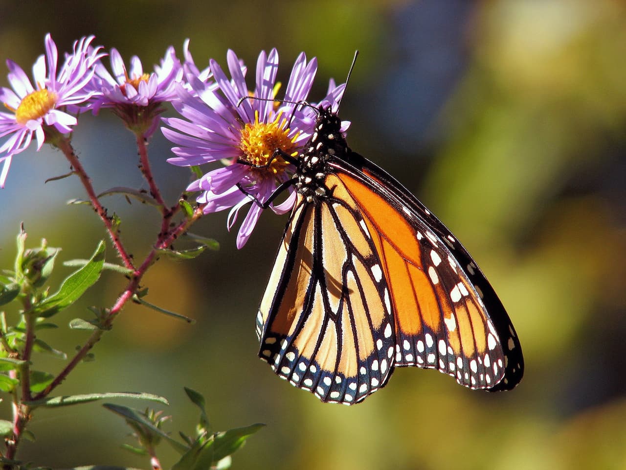 Durante los últimos 20 años, los científicos han notado una disminución en las monarcas de América del Norte que hibernan en México y California, donde se agrupan estas mariposas.