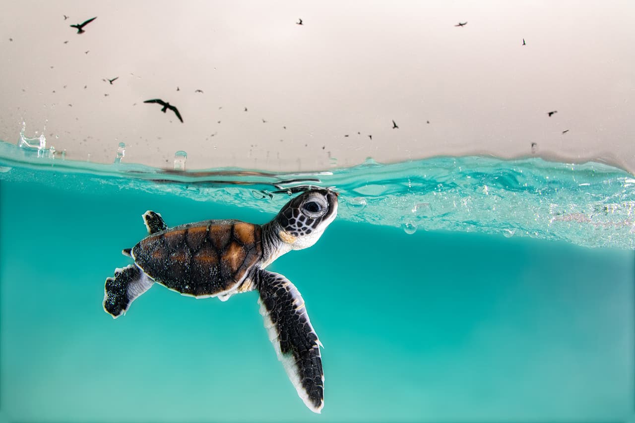 <b>‘Contra todo pronóstico’</b> 
<br>
<br>Una cría de tortuga verde sale cautelosamente a la superficie del agua para buscar aire, mientras es acechada por pájaros hambrientos. Fue tomada en Queensland, Australia.
<br>
<br>Algunas fotografías del proyecto tienen una edición limitada de copias. Esto las hace prácticamente exclusivas para los que decidan comprarlas y contribuir con la iniciativa.
<br>