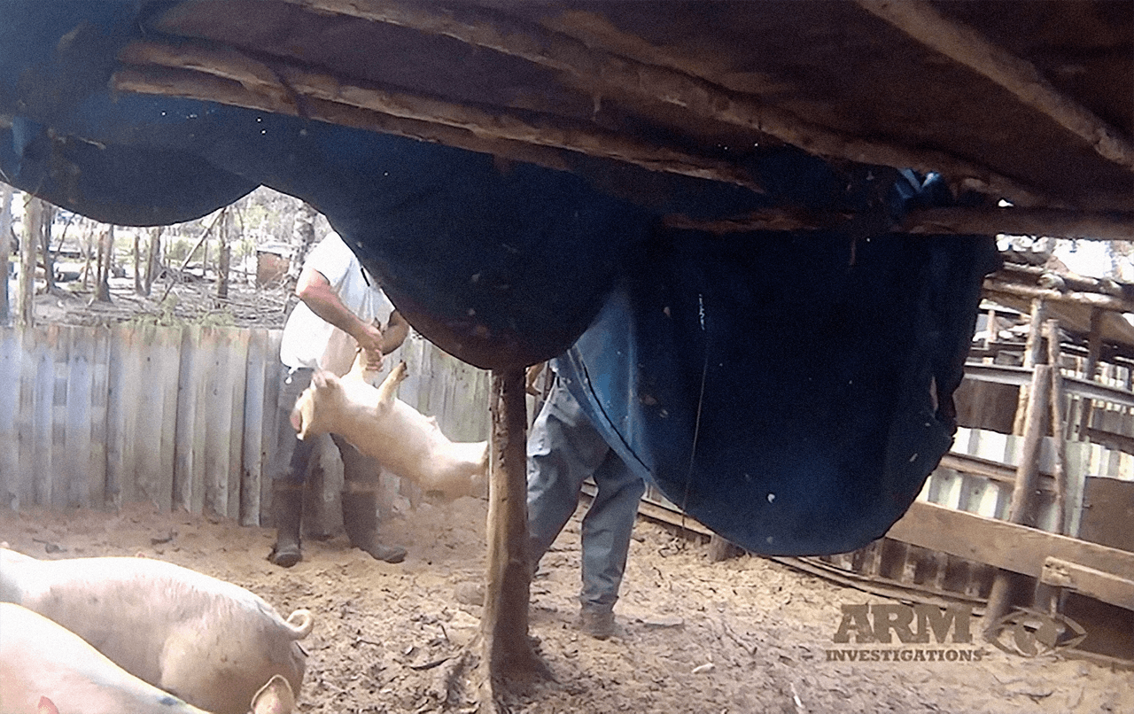ARM denunció que mientras están conscientes, los animales son atravesados por sus extremidades con ganchos de metal. 
<br>