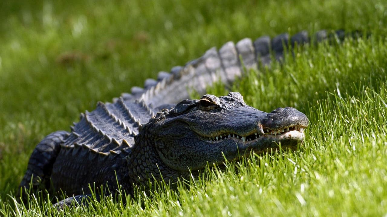 Los habitantes de Florida deben lidiar constantemente con la presencia de estos animales en lugares públicos o en sitios residenciales, por eso, es importante que conozcas algunas 
<b>recomendaciones para estar listo si te encuentras con un caimán.</b>