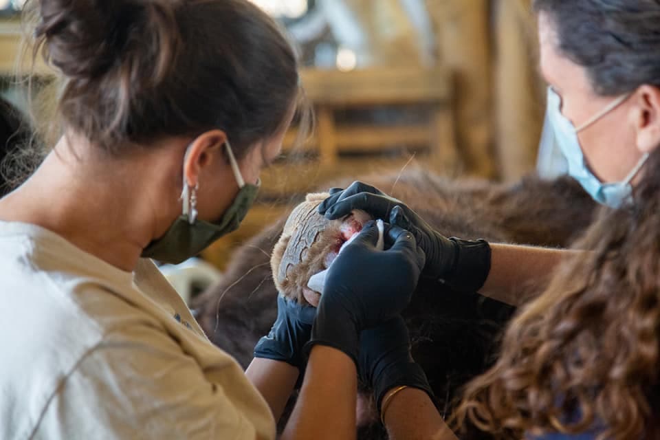 Veterinarios de UC Davis y el Laboratorio de Investigaciones de Vida Silvestre le aplicaron un tratamiento usando piel de tilapia para reparar el tejido quemado.