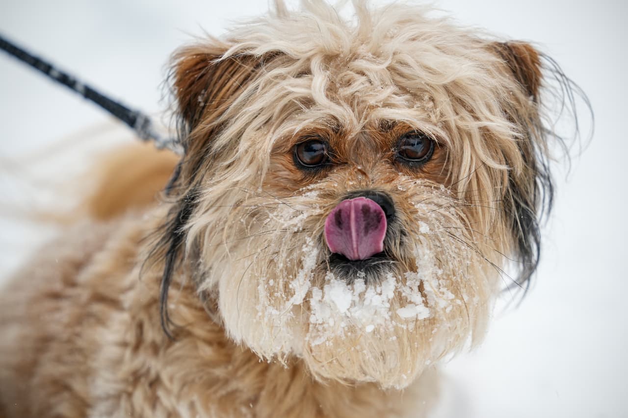 Winston, un perro propiedad de Paul Bossert, se lame la nieve de la nariz en Morganton, Carolina del Norte.