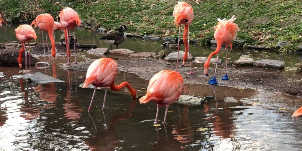 Altura y anatomía | Los flamencos son 
<b>aves muy altas</b>, con una altura que oscila entre los 1,20 y los 1,45 metros. Por lo general, los mechos son más altos que las hembras.
<br>