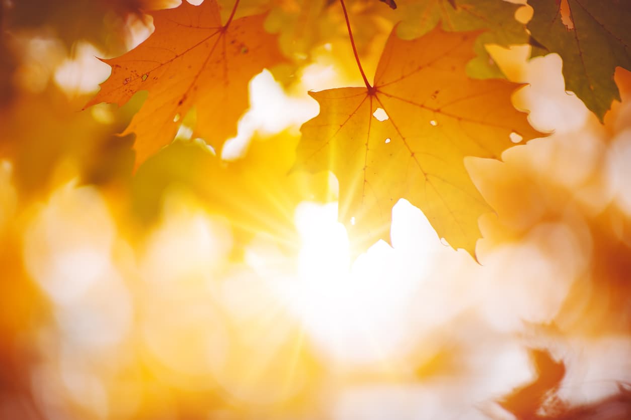 <b>Mindfulness. </b>Dejar ir no es nada fácil.
<b> Una herramienta poderosa para conseguirlo es con <a href="https://www.univision.com/noticias/salud/mi-medicina-es-la-meditacion-el-mindfulness-es-mi-prozac-los-consejos-de-una-experta-en-adicciones">mindfulness o conciencia plena:</a> prestar atención a lo que uno tiene delante, apoyándose en los sentidos. </b>Ese sol del atardecer, el aire fresco sobre el rostro, los tonos rojizos de los árboles… todo ello puede convertirse en una puerta de entrada al momento presente.