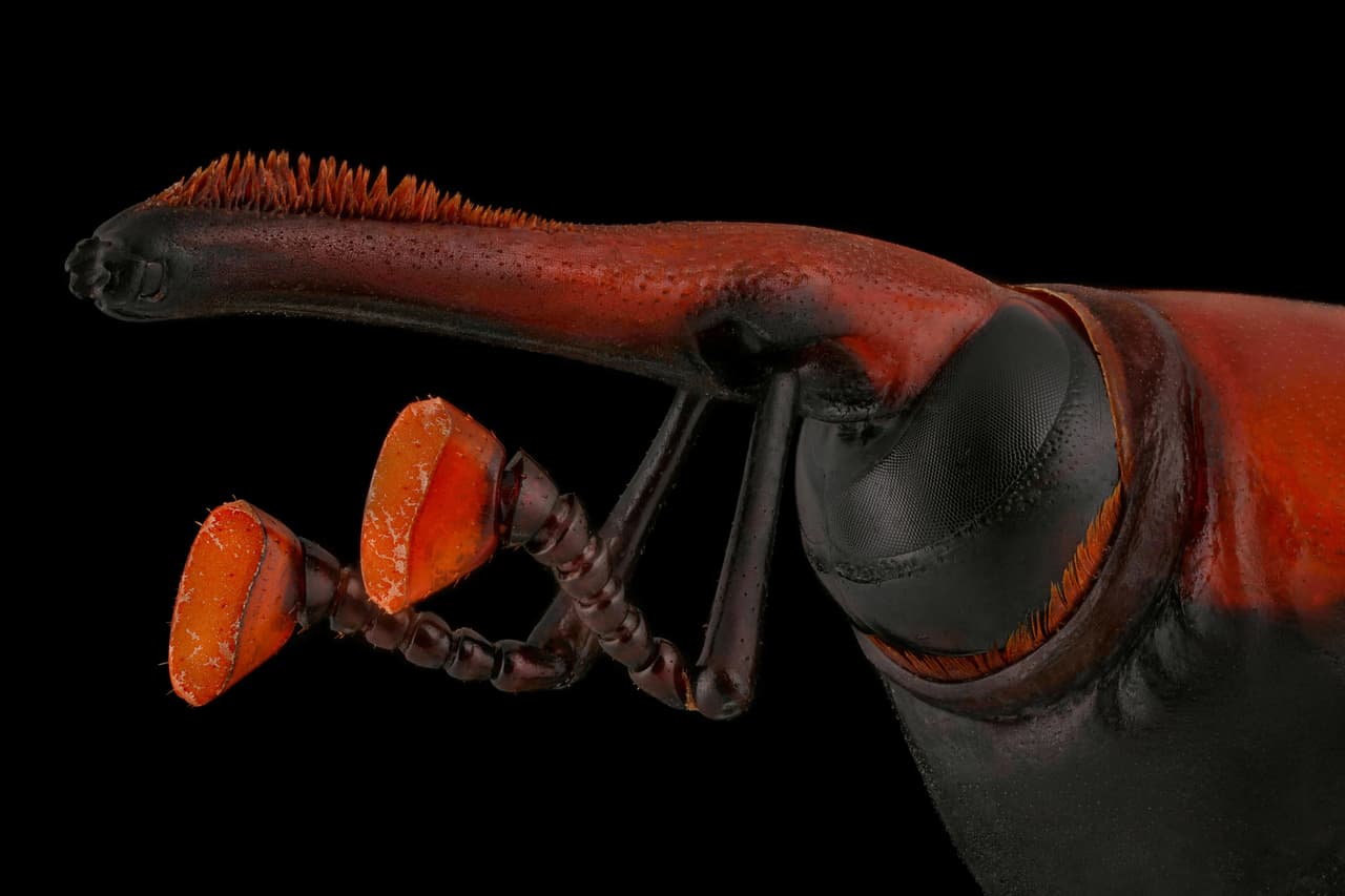 <b>‘Picudo rojo de las palmeras’</b>. Seleccionada en la categoría 'primer plano extremo'. Otra de las fotografías por las que mereció su autor el primer premio. Estos insectos pueden excavar agujeros de hasta un metro de largo en las palmeras, debilitándolas e incluso matándolas.