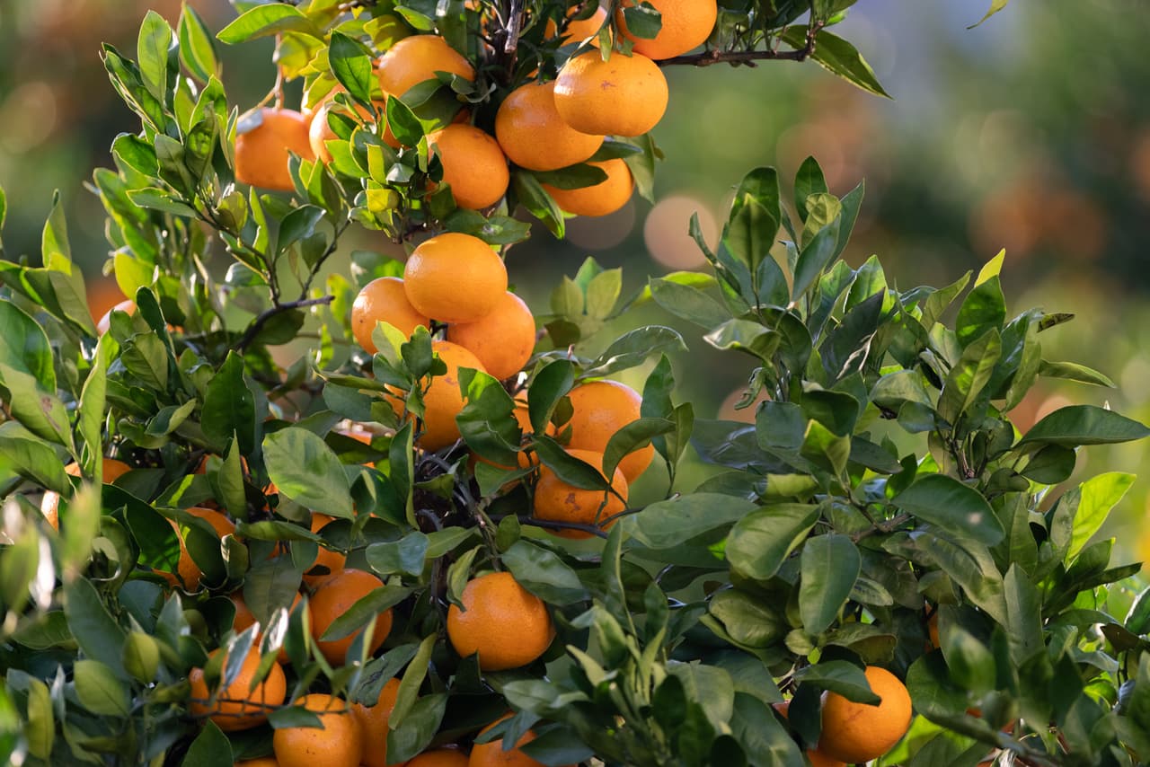 El precio de los frutos cítricos ha sufrido también una fuerte afectación, motivada por las inclemencias del tiempo y las dificultades para agricultores en estados productores, como Florida, California y Texas. Un reporte del Departamento de Agricultura, difundido en enero de este año, indicó que las cosechas esperadas para esta temporada son considerablemente menores a las de otros años.
<br>