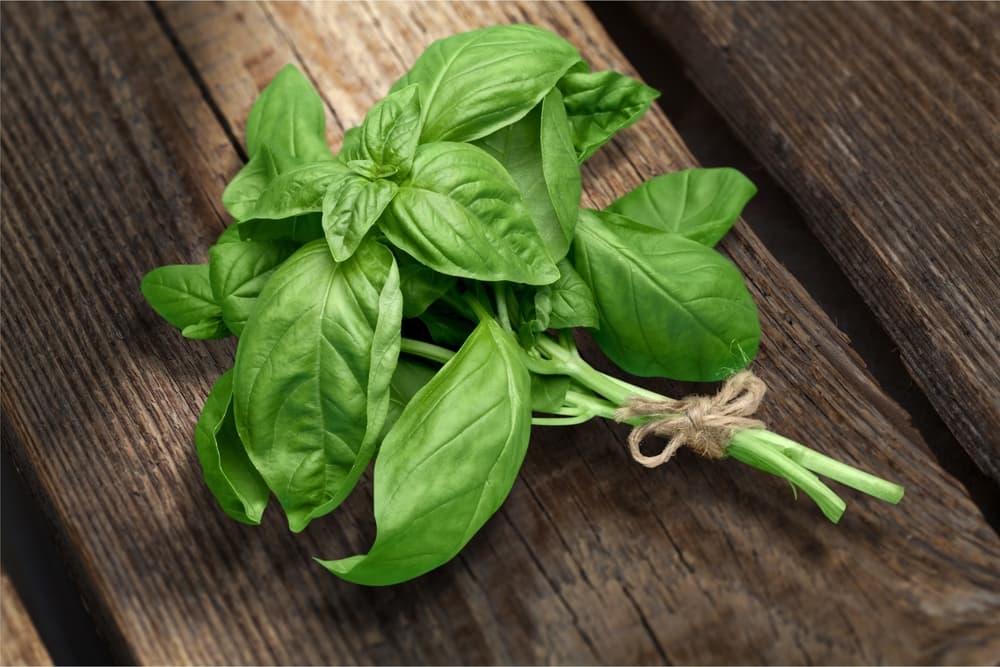 <b>ALBAHACA</b>
<br>La albahaca, además de ser utilizada para la cocina, también tiene un gran poder de protección y limpieza de energía, así que es gran aliada para protegerte de negatividad en tu casa.