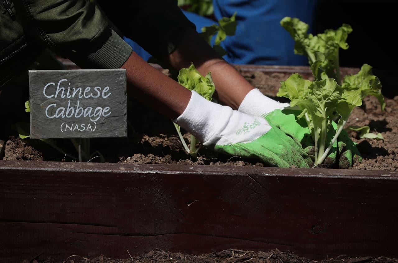 El 5 de abril Michelle Obama sembró por última vez -lechuga y repollo chino- y dio las gracias a la NASA por apoyarlo a través de su sistema Veggie.