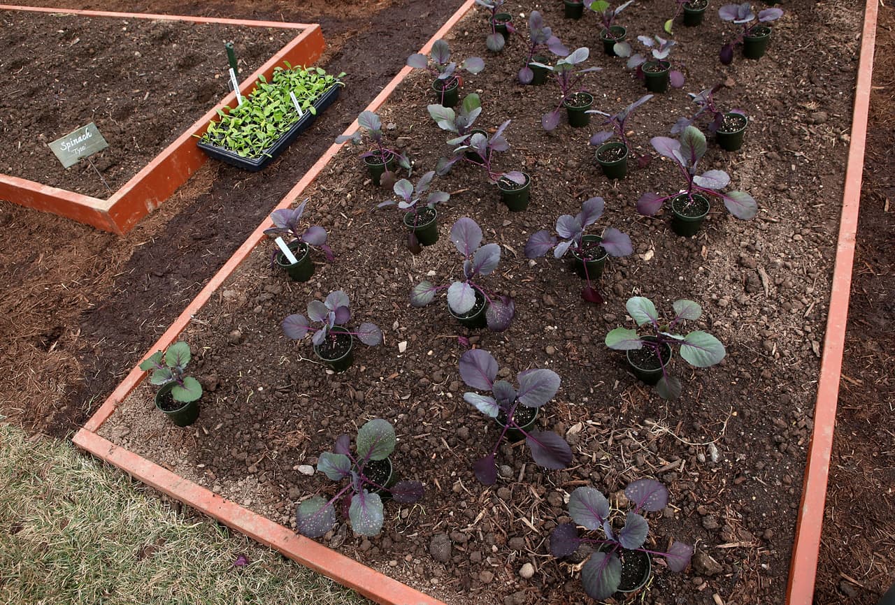 Lechugas, espinacas, tomates, orégano, calabazas y guisantes son algunas de las especies que allí se cultivan.
